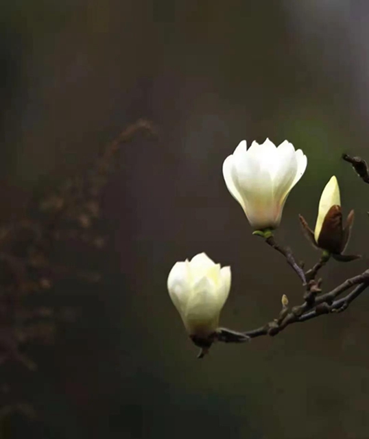 无边光景一时新！春到盐都——(图10)