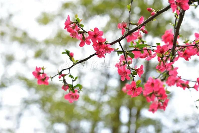 藏不住了！内江城区这两个湿地公园“藏”不住了(图1)