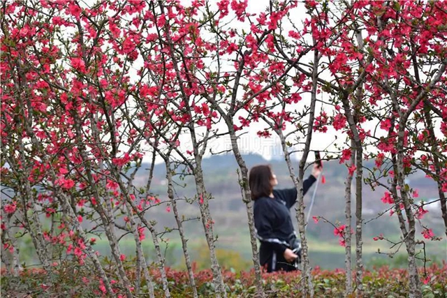 藏不住了！内江城区这两个湿地公园“藏”不住了(图2)