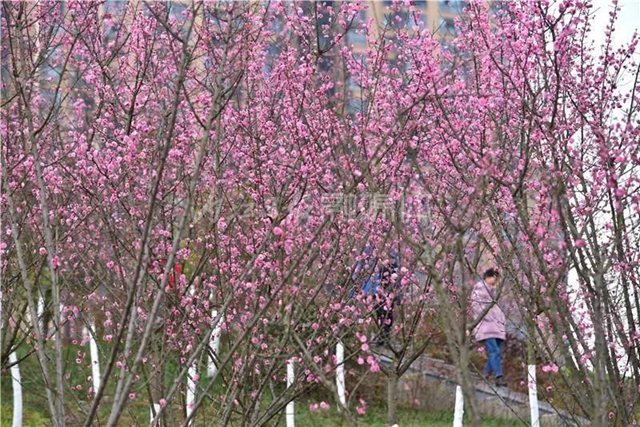 藏不住了！内江城区这两个湿地公园“藏”不住了(图4)