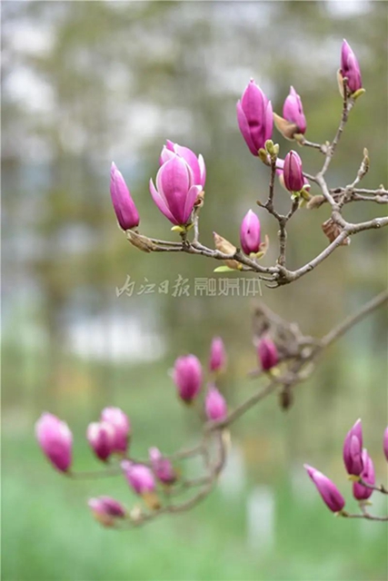 藏不住了！内江城区这两个湿地公园“藏”不住了(图6)