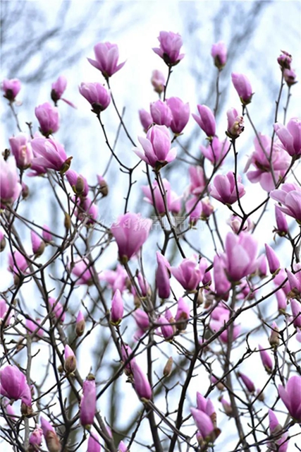 藏不住了！内江城区这两个湿地公园“藏”不住了(图8)