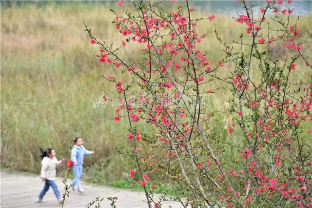 藏不住了！内江城区这两个湿地公园“藏”不住了(图10)