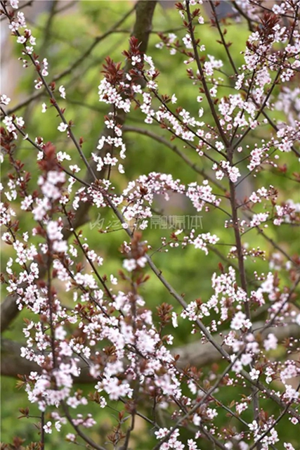 藏不住了！内江城区这两个湿地公园“藏”不住了(图11)