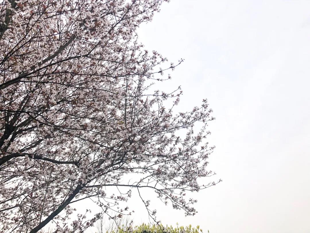 泸州这些花正在盛开，春光正好快出去赏花吧(图2)