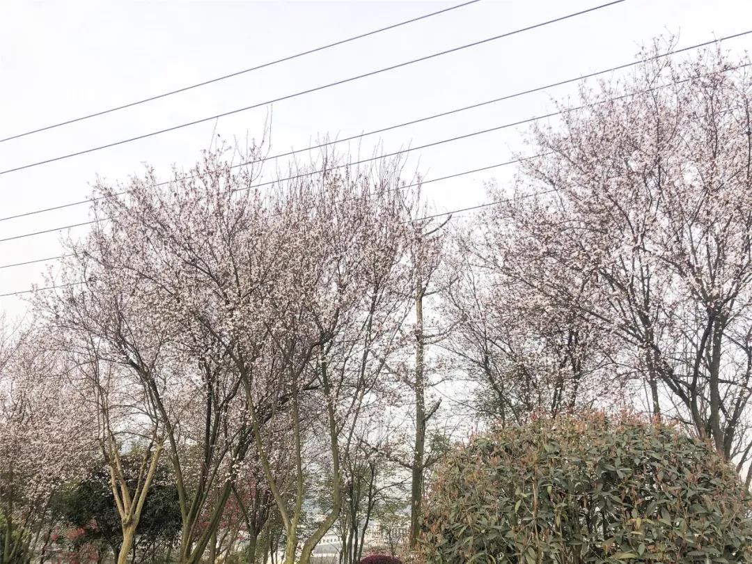 泸州这些花正在盛开，春光正好快出去赏花吧(图3)