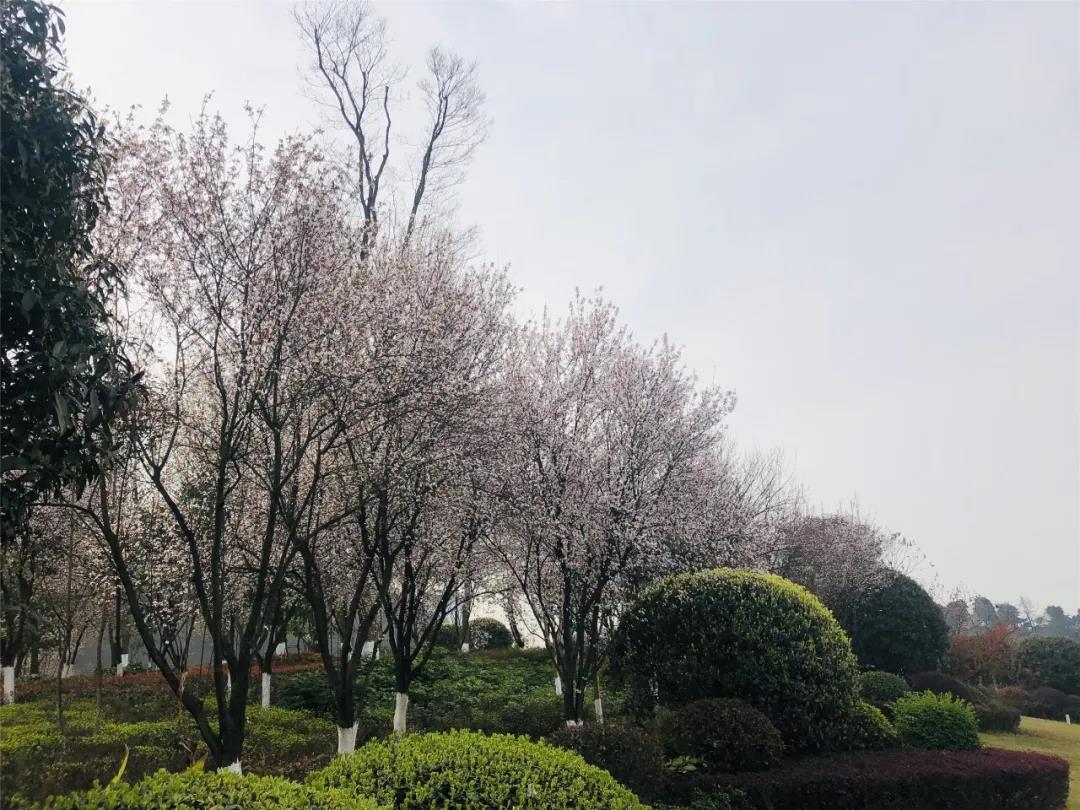 泸州这些花正在盛开，春光正好快出去赏花吧(图4)
