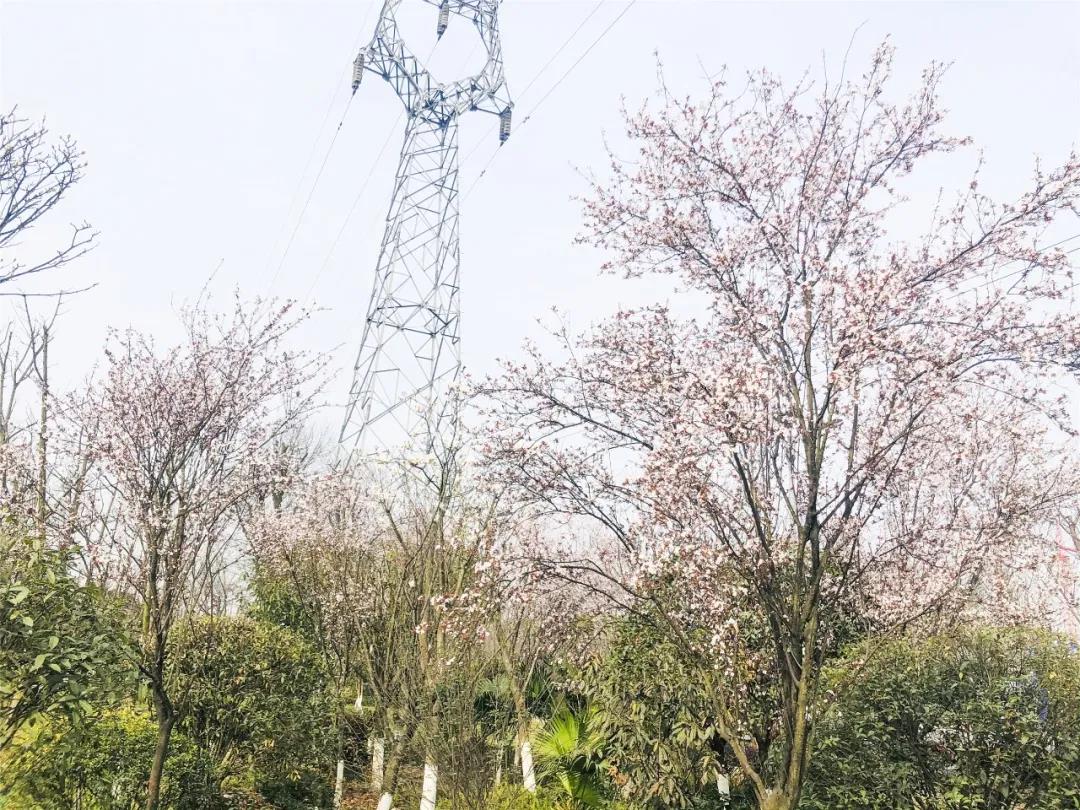 泸州这些花正在盛开，春光正好快出去赏花吧(图5)