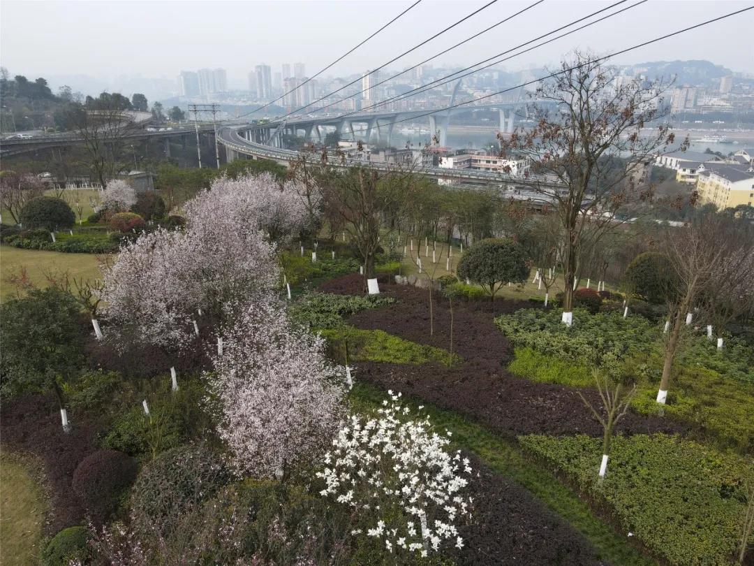 泸州这些花正在盛开，春光正好快出去赏花吧(图6)