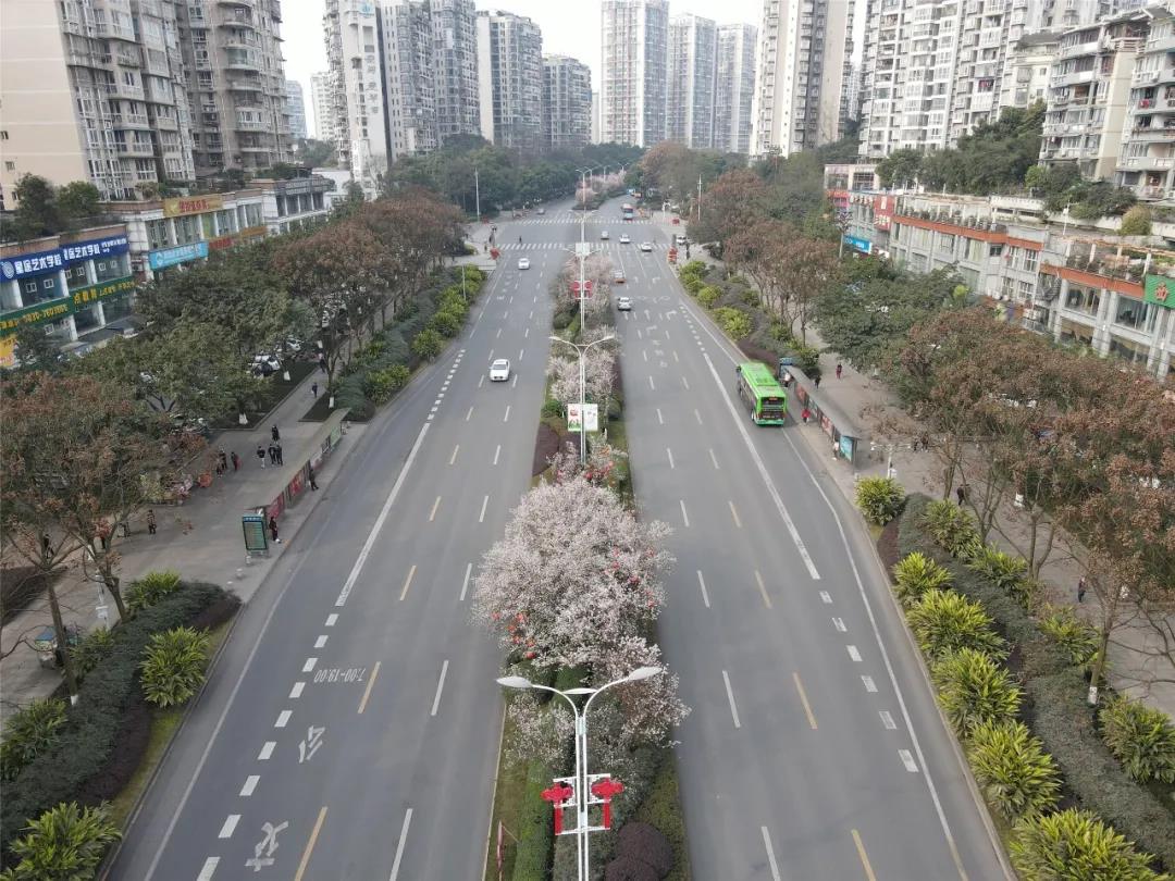 泸州这些花正在盛开，春光正好快出去赏花吧(图8)