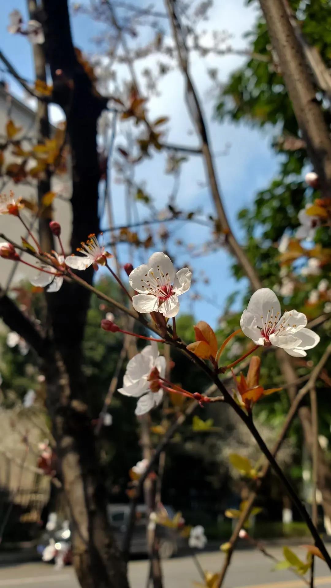 泸州这些花正在盛开，春光正好快出去赏花吧(图9)