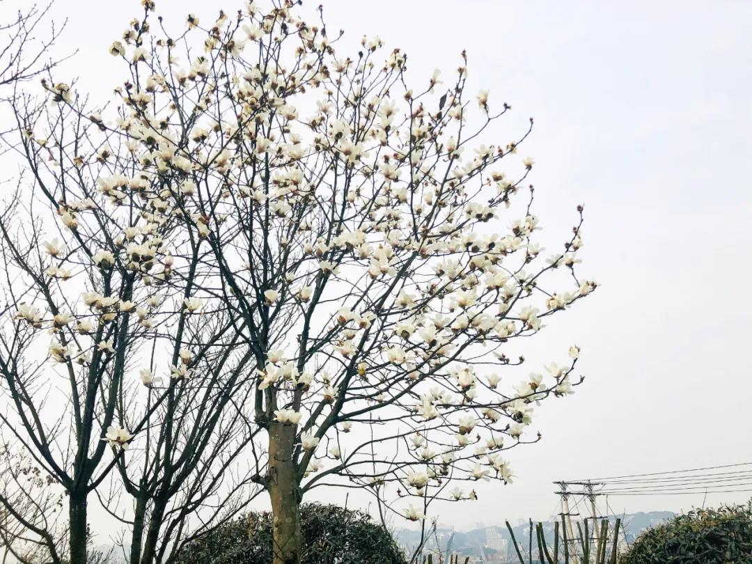 泸州这些花正在盛开，春光正好快出去赏花吧(图10)