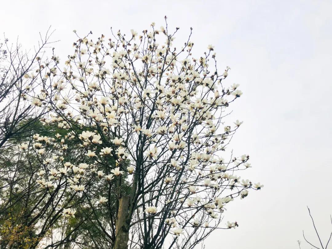泸州这些花正在盛开，春光正好快出去赏花吧(图11)