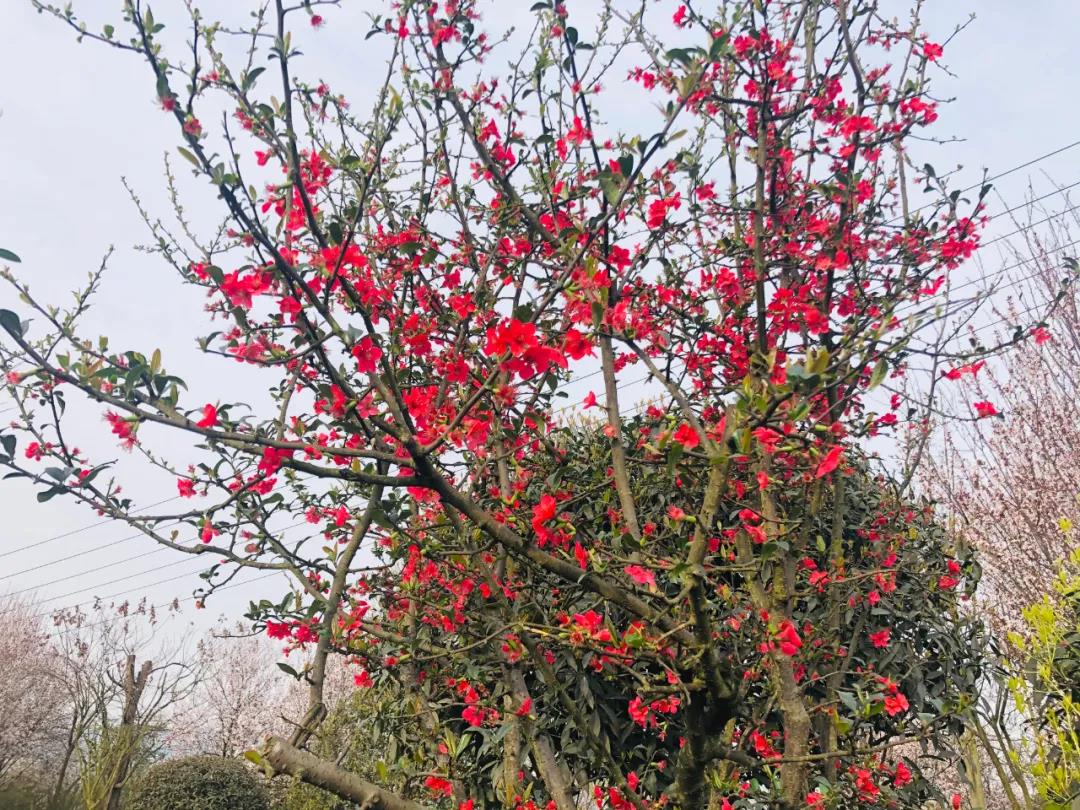 泸州这些花正在盛开，春光正好快出去赏花吧(图12)