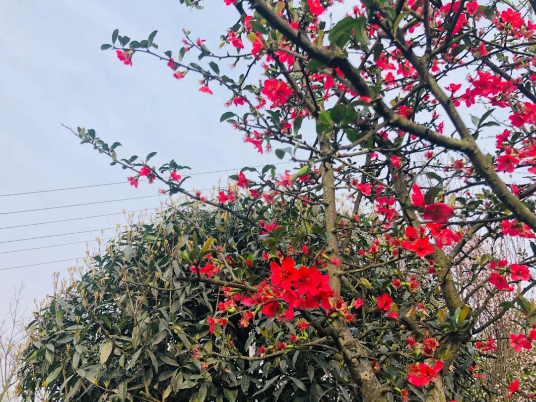 泸州这些花正在盛开，春光正好快出去赏花吧(图13)