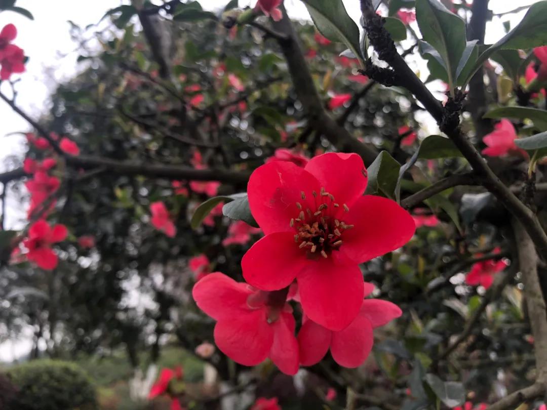 泸州这些花正在盛开，春光正好快出去赏花吧(图14)