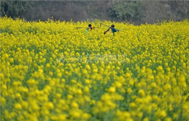 提前了半个月，内江油菜花开啦！这些地方的花海在等你(图4)