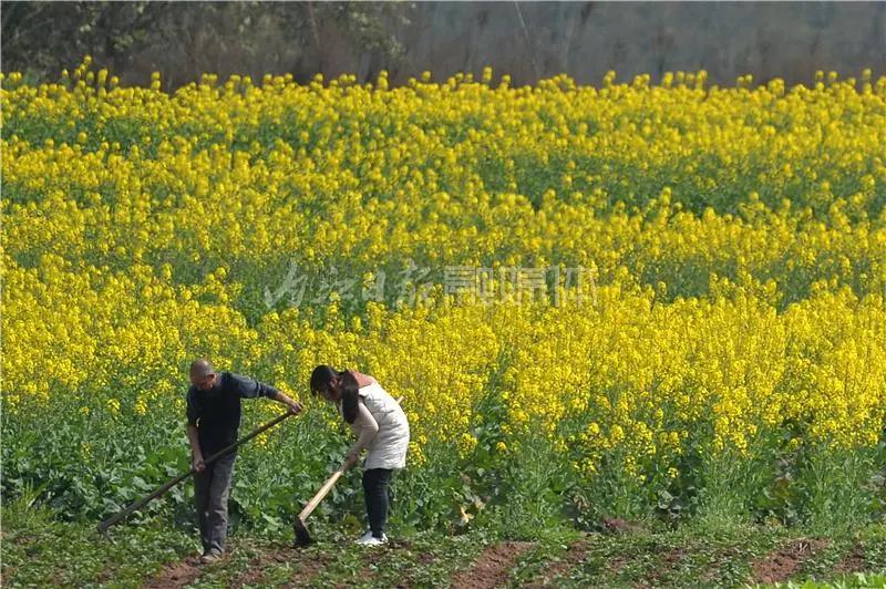 提前了半个月，内江油菜花开啦！这些地方的花海在等你(图5)