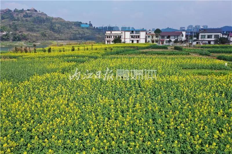 提前了半个月，内江油菜花开啦！这些地方的花海在等你(图2)