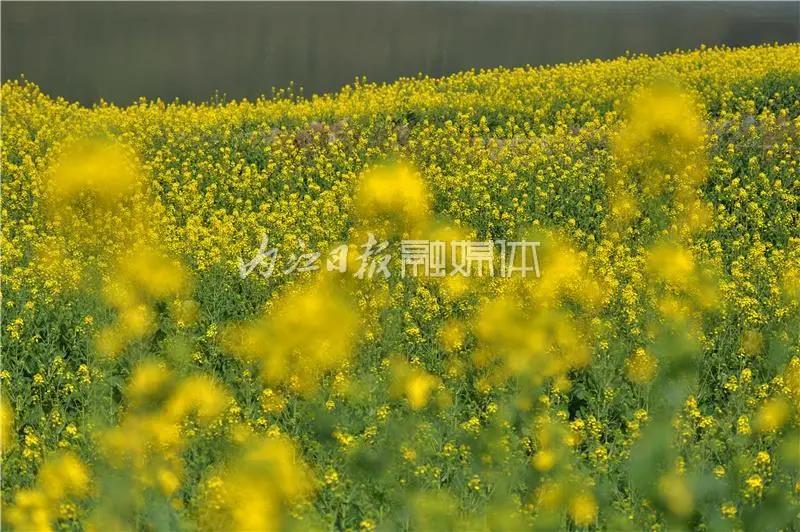 提前了半个月，内江油菜花开啦！这些地方的花海在等你(图3)