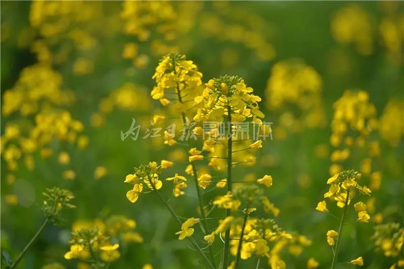 提前了半个月，内江油菜花开啦！这些地方的花海在等你(图6)