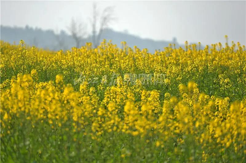 提前了半个月，内江油菜花开啦！这些地方的花海在等你(图7)