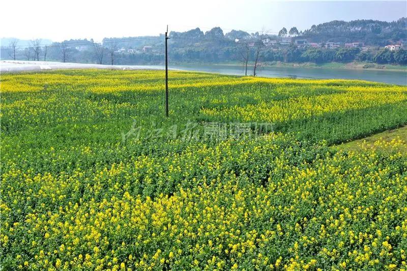 提前了半个月，内江油菜花开啦！这些地方的花海在等你(图8)