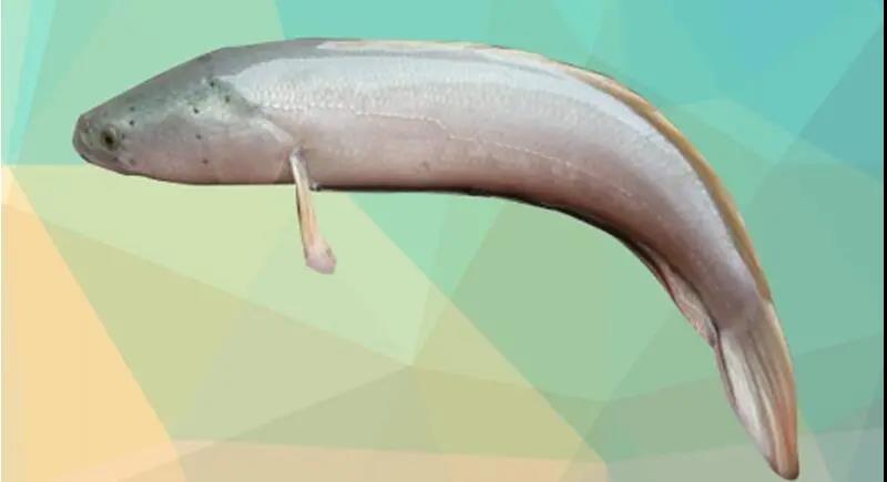 厉害了！内江这鱼苗产量占全国份额72%以上(图1)