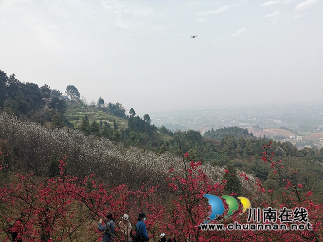 泸县：徒步踏青赏花，健身中感受春天的美(图3)