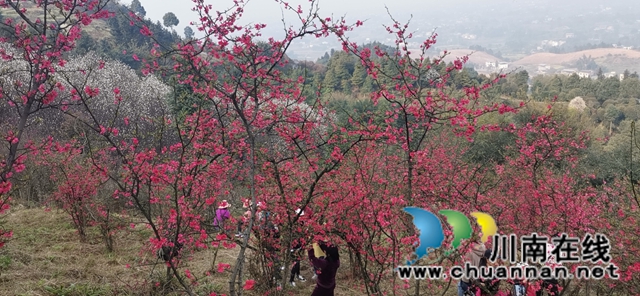 泸县：徒步踏青赏花，健身中感受春天的美(图7)