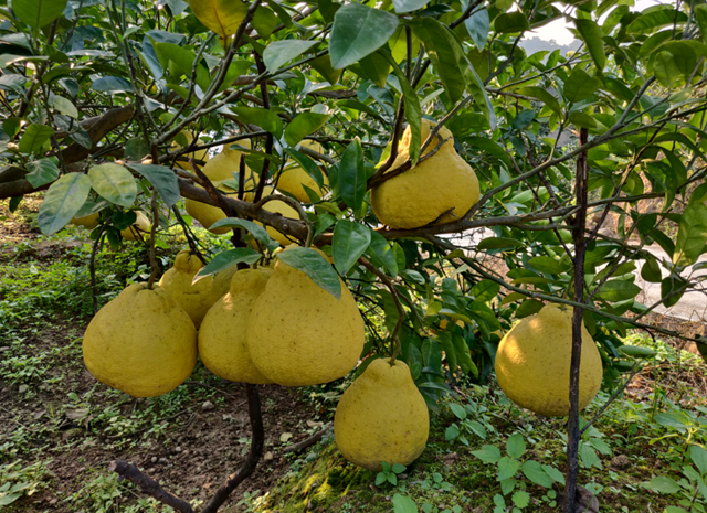 总投资10亿元 合江建设特色农产品交易中心