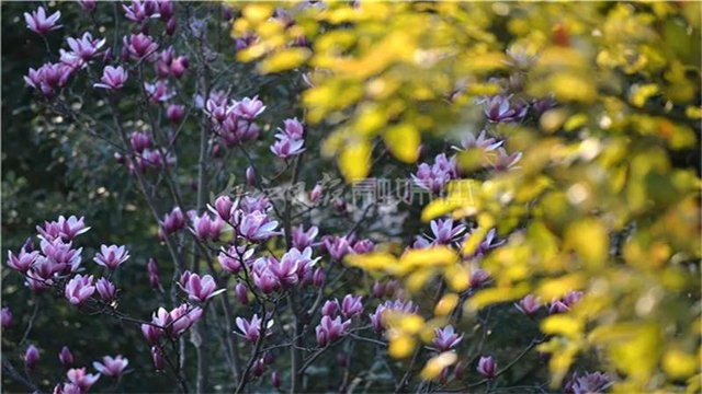 告市民：踏青赏花何必远行，内江城区这里满山斗艳争奇(图2)