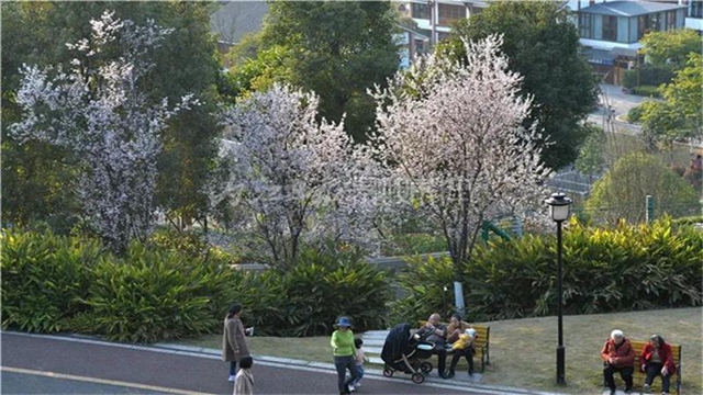 告市民：踏青赏花何必远行，内江城区这里满山斗艳争奇(图3)