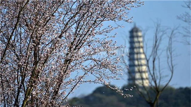 告市民：踏青赏花何必远行，内江城区这里满山斗艳争奇(图4)