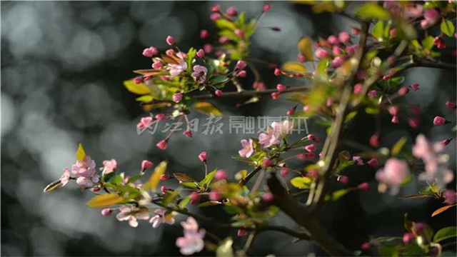 告市民：踏青赏花何必远行，内江城区这里满山斗艳争奇(图5)