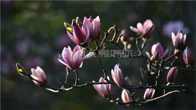 告市民：踏青赏花何必远行，内江城区这里满山斗艳争奇(图7)