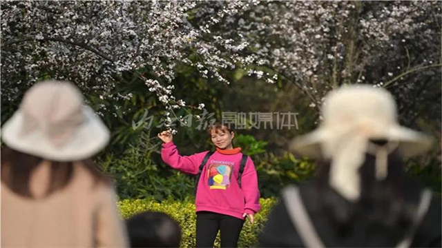 告市民：踏青赏花何必远行，内江城区这里满山斗艳争奇(图8)