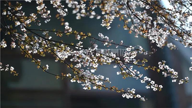 告市民：踏青赏花何必远行，内江城区这里满山斗艳争奇(图9)