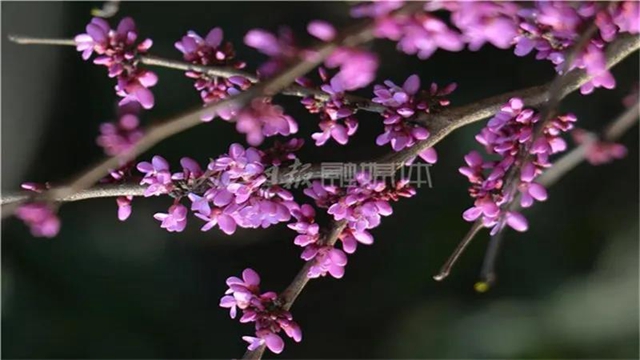 告市民：踏青赏花何必远行，内江城区这里满山斗艳争奇(图10)