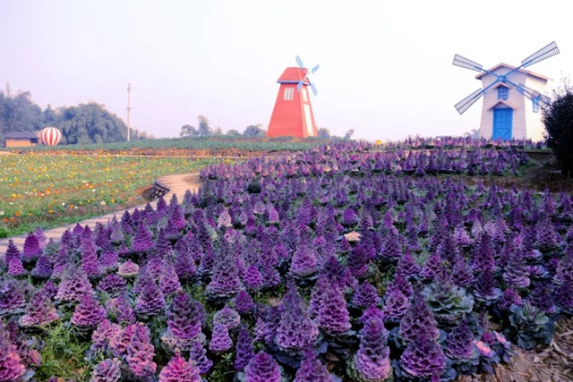 约！龙马潭的这些春游打卡地美不胜收(图7)