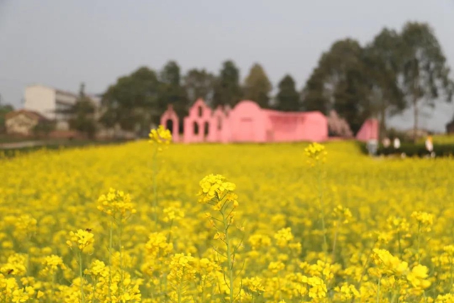 约！龙马潭的这些春游打卡地美不胜收(图8)