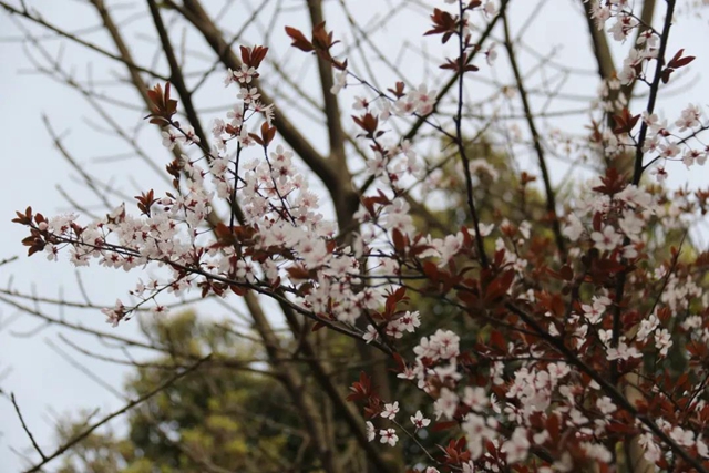 约！龙马潭的这些春游打卡地美不胜收(图19)