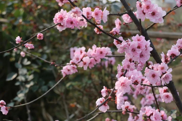 约！龙马潭的这些春游打卡地美不胜收(图15)