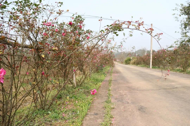 约！龙马潭的这些春游打卡地美不胜收(图16)