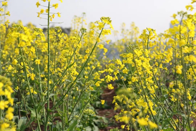 约！龙马潭的这些春游打卡地美不胜收(图22)