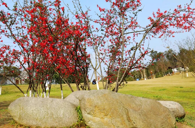 约！龙马潭的这些春游打卡地美不胜收(图23)