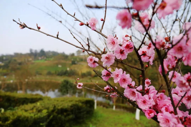 约！龙马潭的这些春游打卡地美不胜收(图24)