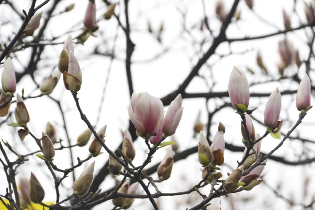 约！龙马潭的这些春游打卡地美不胜收(图30)