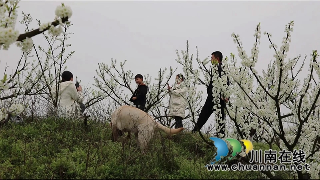 合江：李花又开放，笑迎游客来(图2)