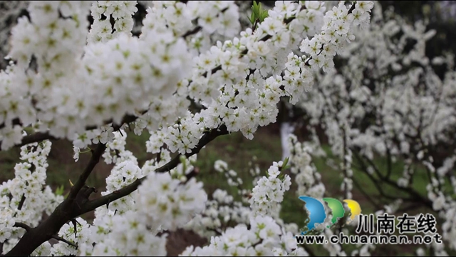 合江：李花又开放，笑迎游客来(图5)